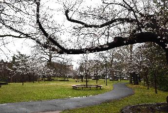 写真：4月10日の赤坂山公園内の桜。手前に大きな桜の木の枝先が伸び、園路に沿って桜並木があります。