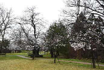 写真：手前から左側に続く園路と桜並木。桜の木の下の枝は満開です。