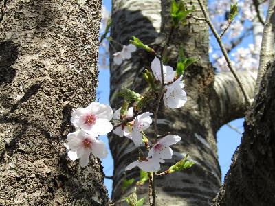 写真：4月12日の赤坂山の標準木。幹から伸びる細い枝に桜の花と柔らかい小さな葉がついています