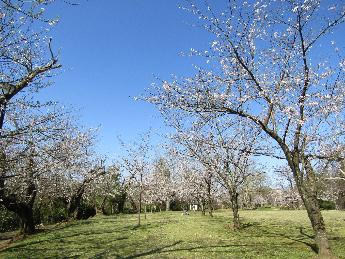 写真：芝生広場の桜並木。満開の桜と花がついていない桜が入り混じっています