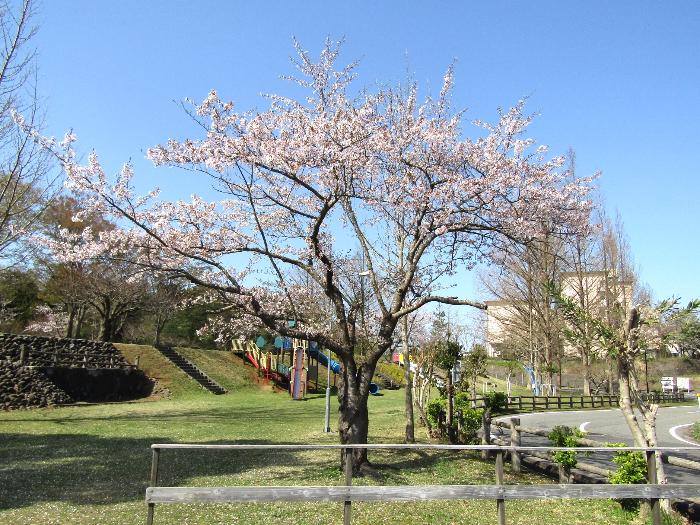 写真：4月14日の赤坂山公園の標準木。上の枝にはまだ花がついていますが、下の方の枝には花が少なくなっています