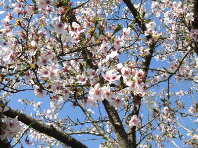写真：4月14日に標準木の枝先。まだ花は残っていますが、そのわきから新緑の葉が見えます。