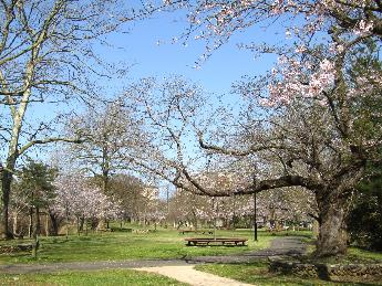 写真：左手前に枝が大きく張り出した桜の大木があります。上のほうに花が少し残っています。奥には満開を迎えた桜の木が2～3本あります