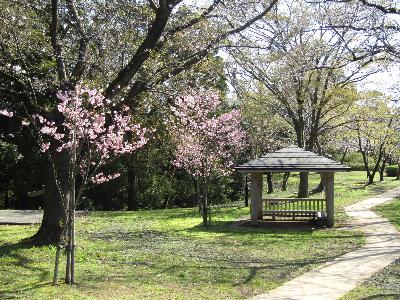 写真：濃いピンク色の花をつけ始めた八重桜の木が2本あります。手前から奥に曲がりくねった園路があり、そのわきに東屋が見えます。