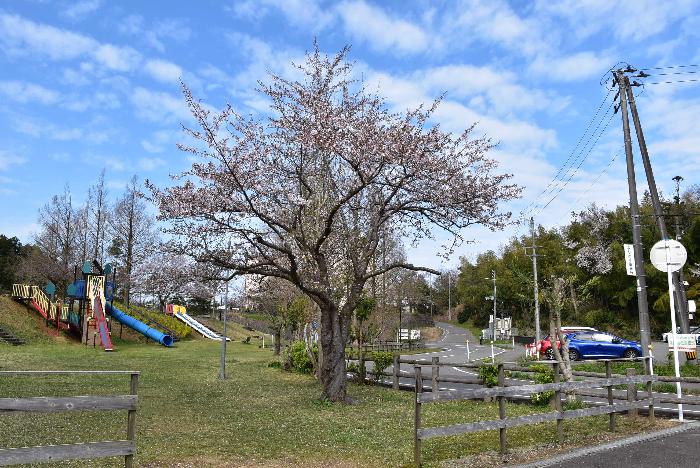 写真：4月15日の赤坂山公園の標準木。花びらがほぼ散り、葉桜になりました。