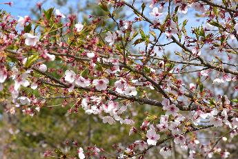 写真：赤坂山公園の桜の枝先。3割程度の花が残っています。小さな葉と濃いピンク色をしたガクが目立ちます
