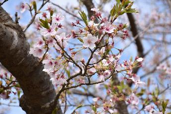 写真：桜の花がまだ散らずにいますが、枝の先端から小さな葉が出始めています