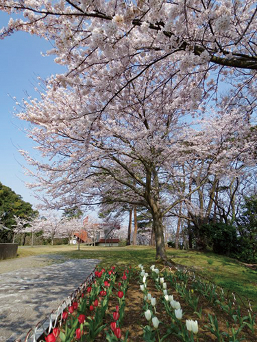 柏崎市赤坂山公園に咲き誇る桜と、その足元に咲くチューリップ畑の写真です。