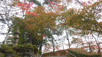 写真：11月2日の園内の様子。庭園奥に進む坂道の途中で見上げた紅葉した樹木