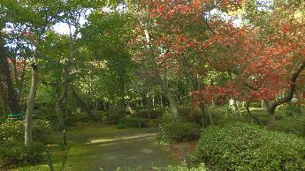写真：11月7日の園内の様子。赤く色づいた木もありますが、まだ青葉が多く見えます。