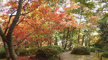 写真：11月9日の園内の様子。赤く紅葉した大きな木が写っています