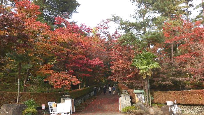 写真：11月11日現在の松雲山荘入口はほとんどの木が赤く色づき、見頃を迎えています。