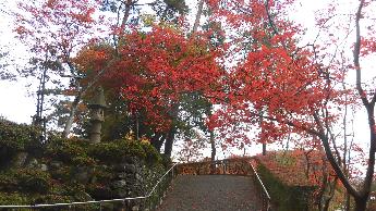 写真：11月11日園内の坂を登ったところの紅葉