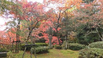 写真：11月11日の園内。左側の木は赤く色づき、右側の木はまだ緑が残ります。