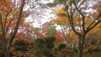 写真：11月14日の園内。木全体が赤や黄色に色づいています