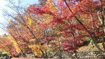 写真：11月18日の園内。晴れた青空に赤や黄色・オレンジ色をした葉が、太陽の光に照らされ、輝いて見えます