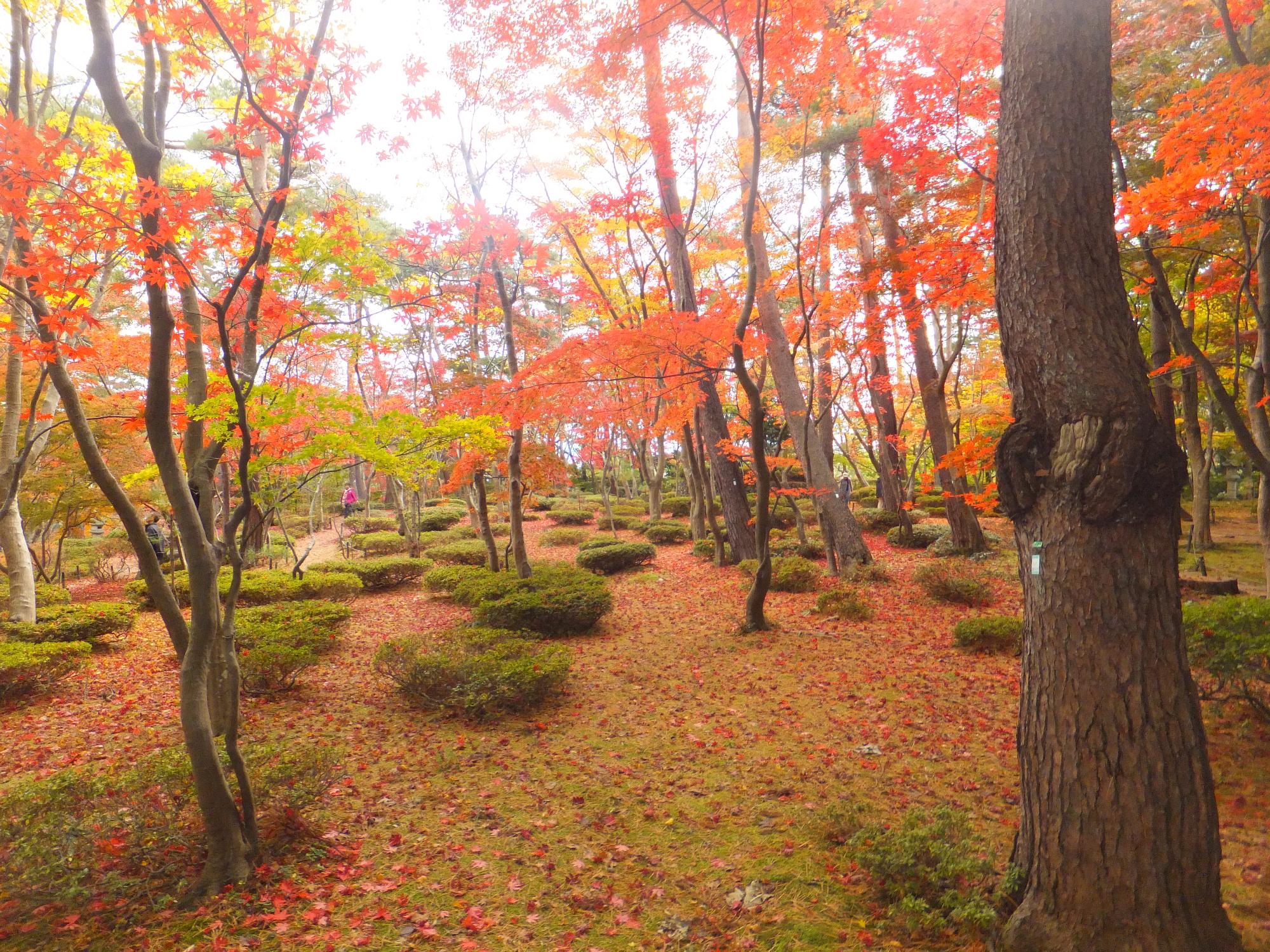 紅葉の松雲山荘