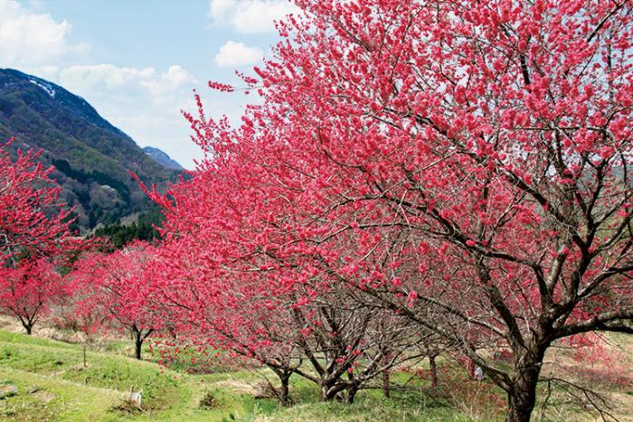 鮮やかな赤い色をしている、ハナモモの花を実らせた木々の写真です。