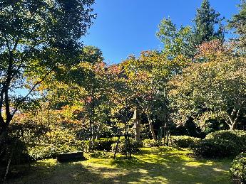 写真：10月26日現在の松雲山荘・広場周辺の様子。一部で色づき始めた木もありますが、ほとんどが青葉です。