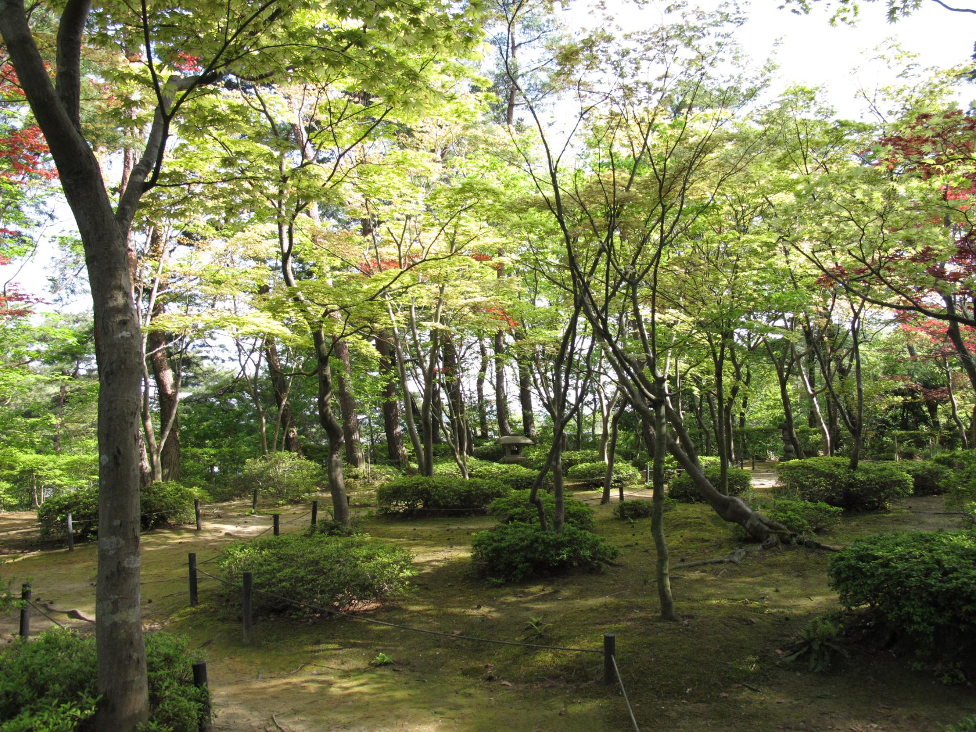 写真：青葉の時期の松雲山荘。地面は苔に覆われ、松やモミジが植えられています
