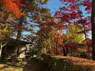 写真：11月17日の園内の様子。左奥に東屋があり、手前や右側の木々が赤く色づいています。手前に写るツツジの生垣も紅葉しています。