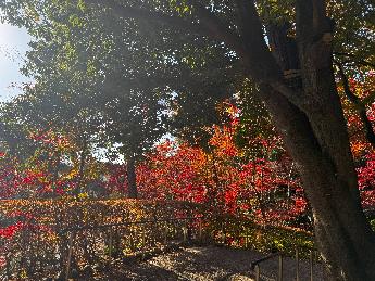 写真：11月1日の松雲山荘正門を上ったところ。入口上部の葉まで赤やオレンジ色に紅葉しています
