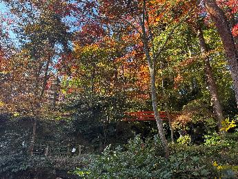 写真：11月17日の園内の様子。中央奥に赤い橋があり、その後ろに黄色やオレンジ色に色づいた木が見えます