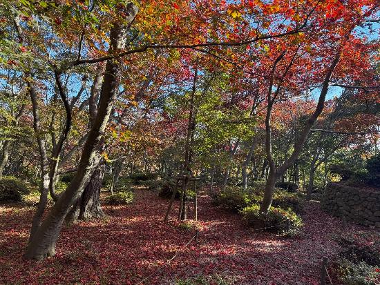 写真：11月17日の園内の様子。上部には赤く色づいた木が広がり、地面は散り落ちた葉で赤いじゅうたんのようです。