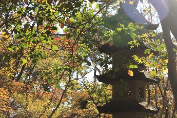 写真：11月15日の園内。太陽に照らされた紅葉と黄葉。