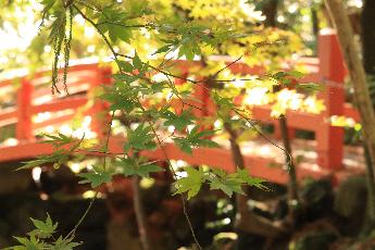 写真：11月15日の園内。紅葉前の緑色をしたモミジと赤い橋が写っています