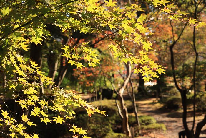 写真：11月15日の園内。手前に黄色くなったモミジが、奥に紅葉した木が見えます