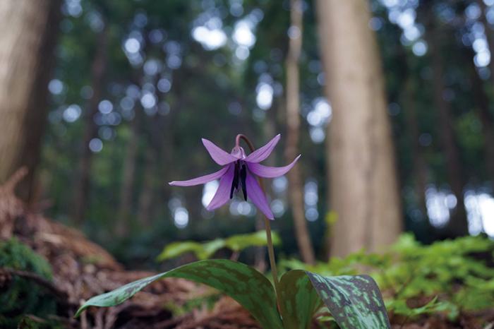 森の中にひっそりと咲く、紫色のカタクリの花の写真です。