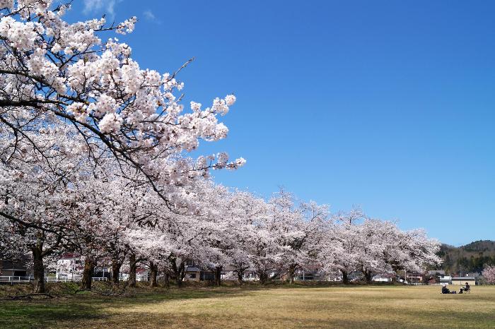 柏崎市中鯖石地区のコミュニティセンターグラウンド周辺に咲く満開の桜がたくさん並んでいる画像です。