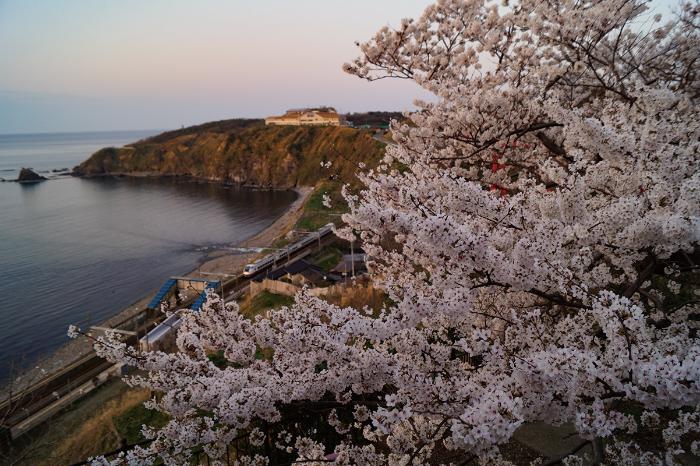 青海川駅を眼下に望む形で撮影された桜の写真です。左手には日本海、奥には恋人岬が見えます。
