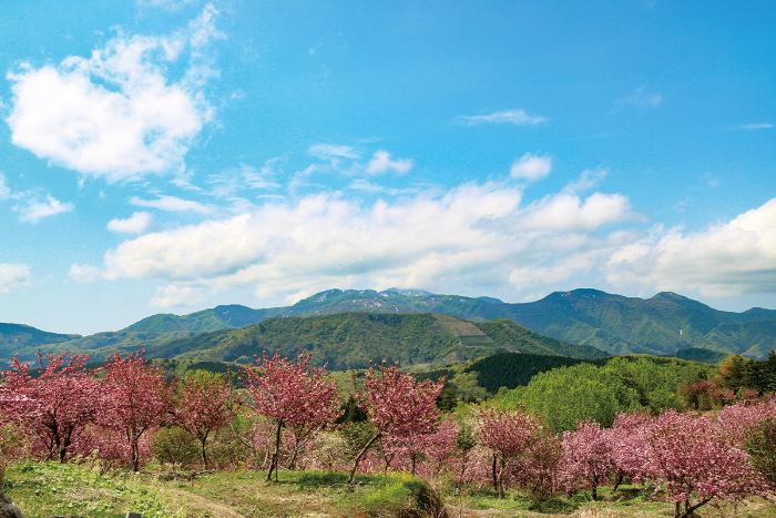 八重桜が咲き誇り、奥には雄大な山々が広がる、壮大な自然の風景写真です。