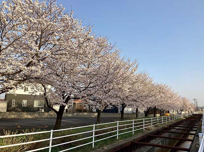 柏崎市比角地区に流れるよしやぶ川沿いに咲く、桜並木の画像です。