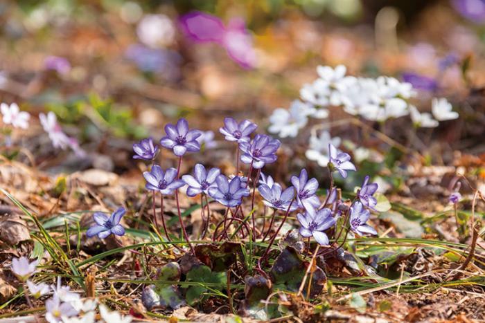 写真：里山に群生する雪割草。写真中央に薄紫色の小さな花が咲いています。