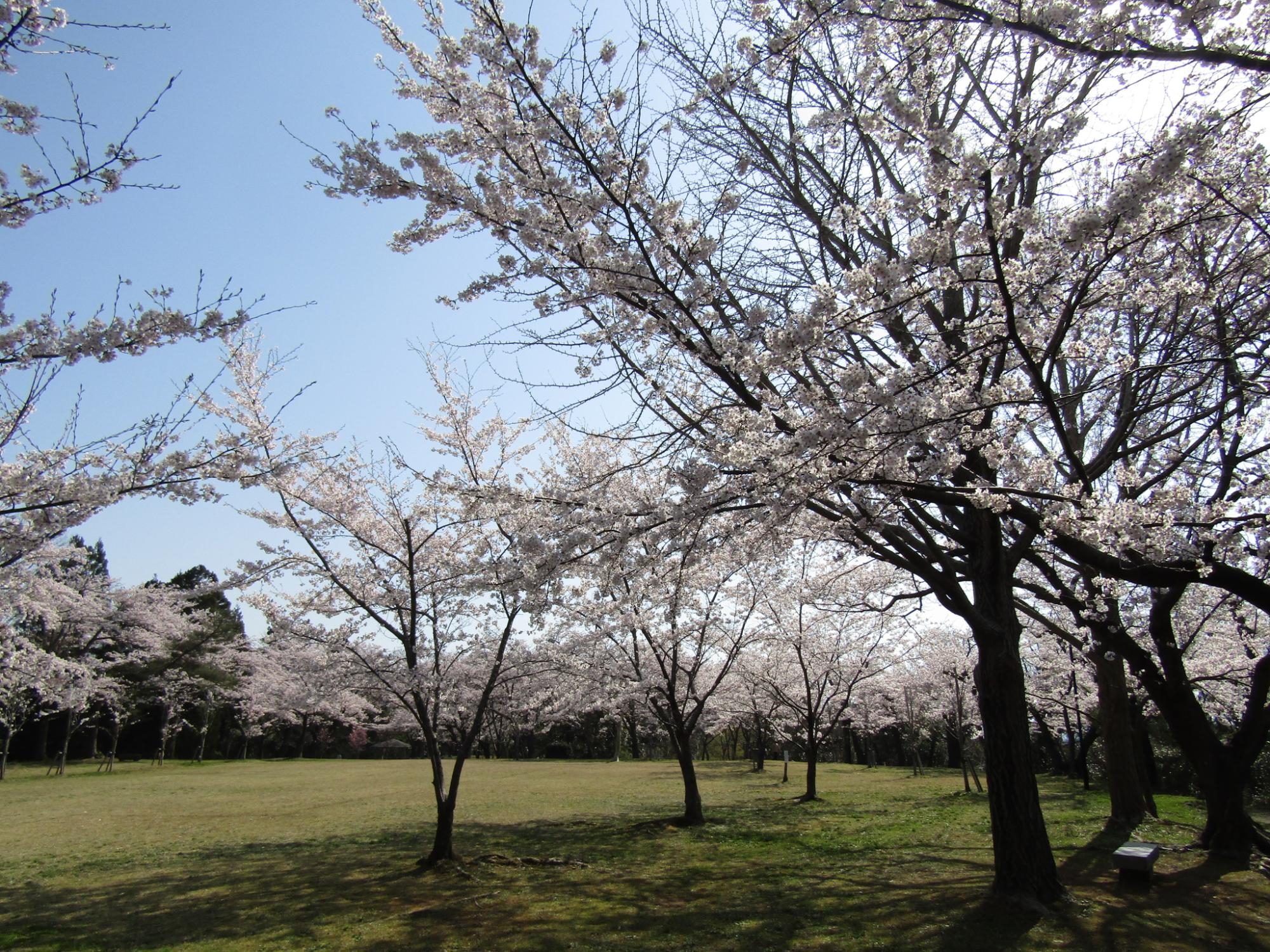 写真：中央に芝生広場が広がり、それを取り囲むように満開の桜の木が並んでいます