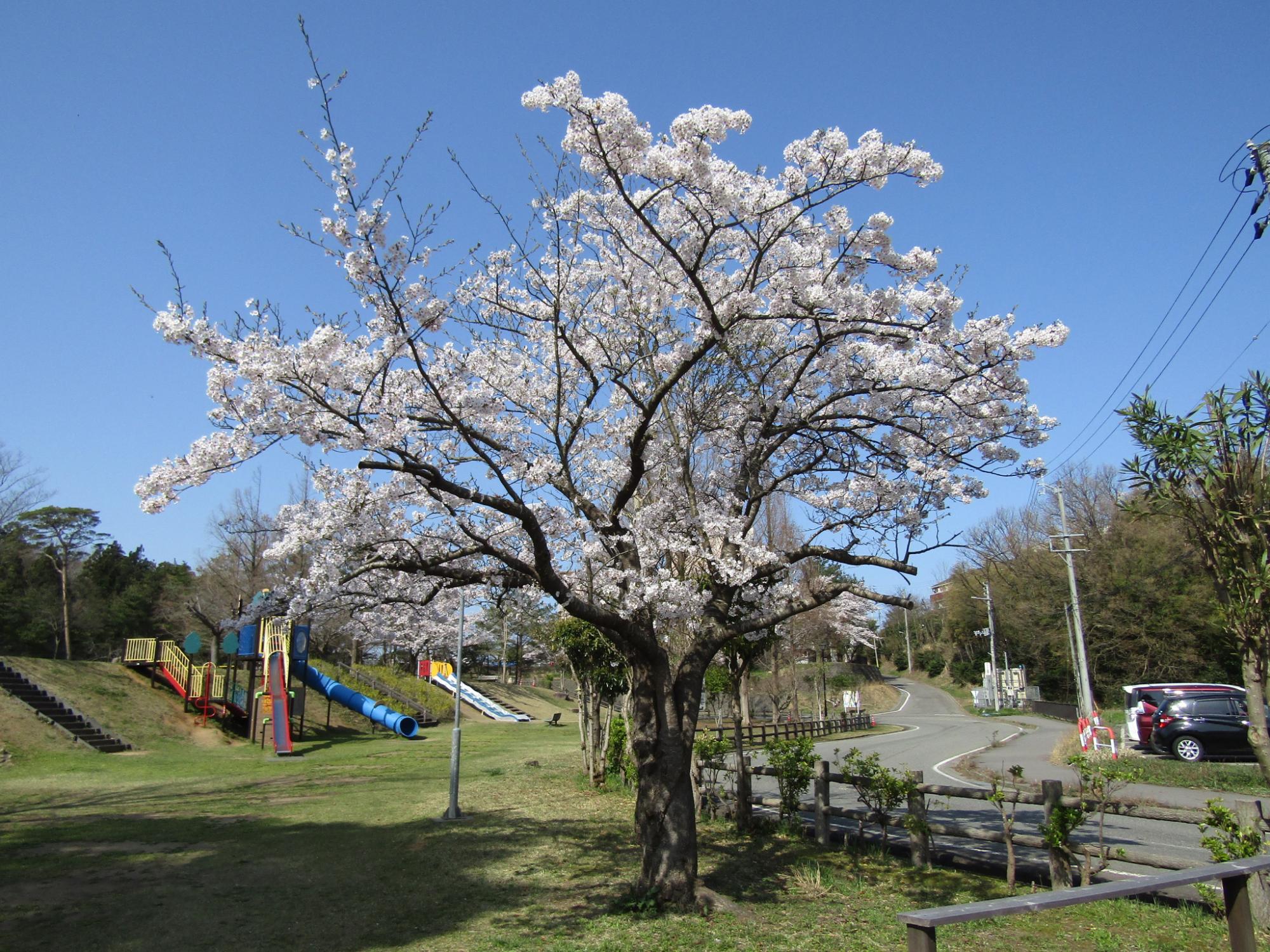 遊具と桜の画像