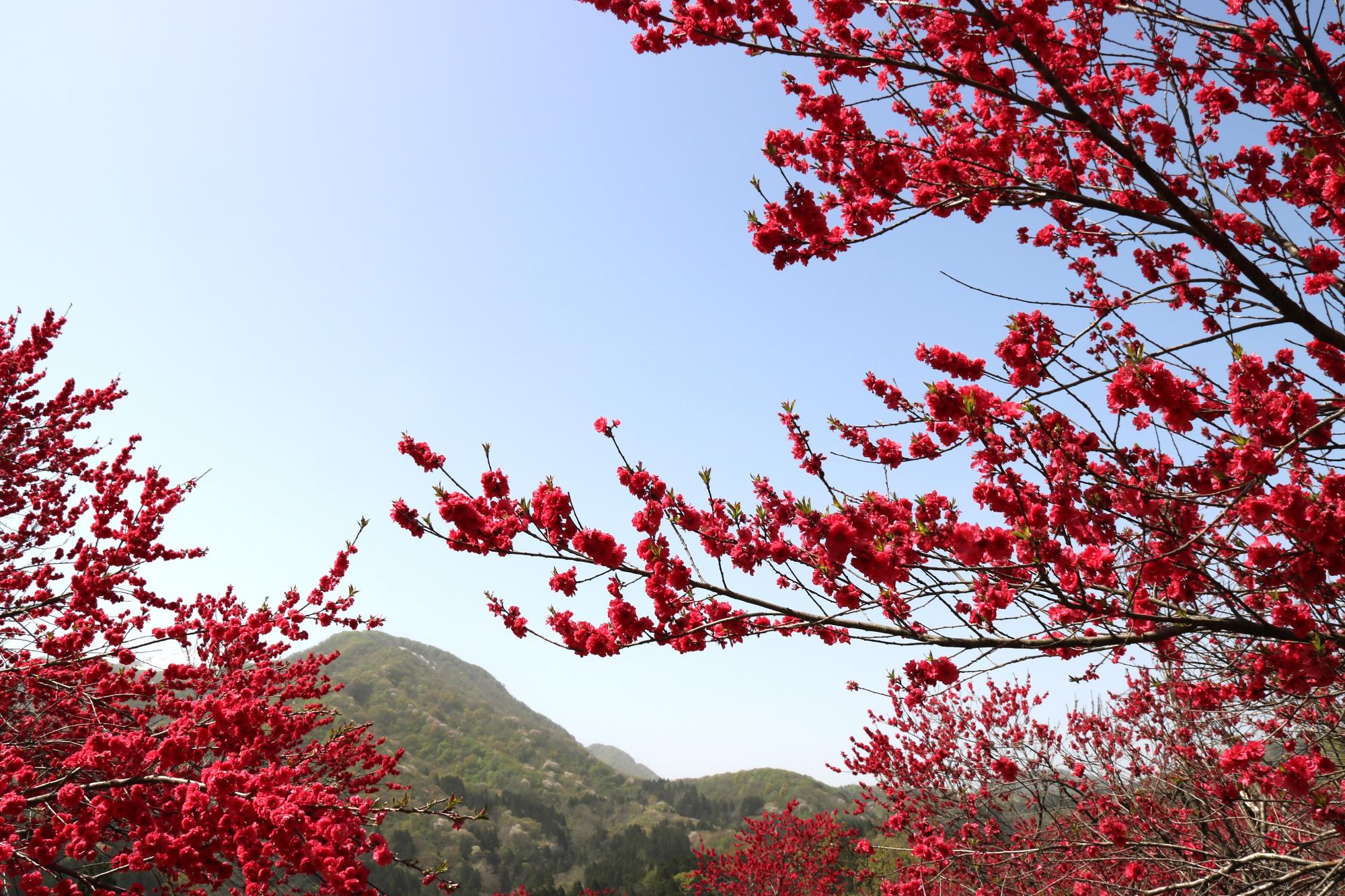 写真：青い空に映える真っ赤なハナモモの花