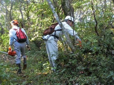 写真：チェーンソーを使って登山道に伸びた木を伐採している様子