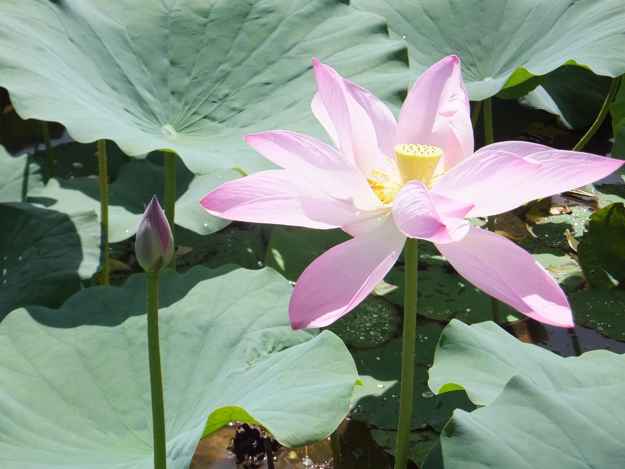 ピンクのハスの花がきれいに咲いている様子