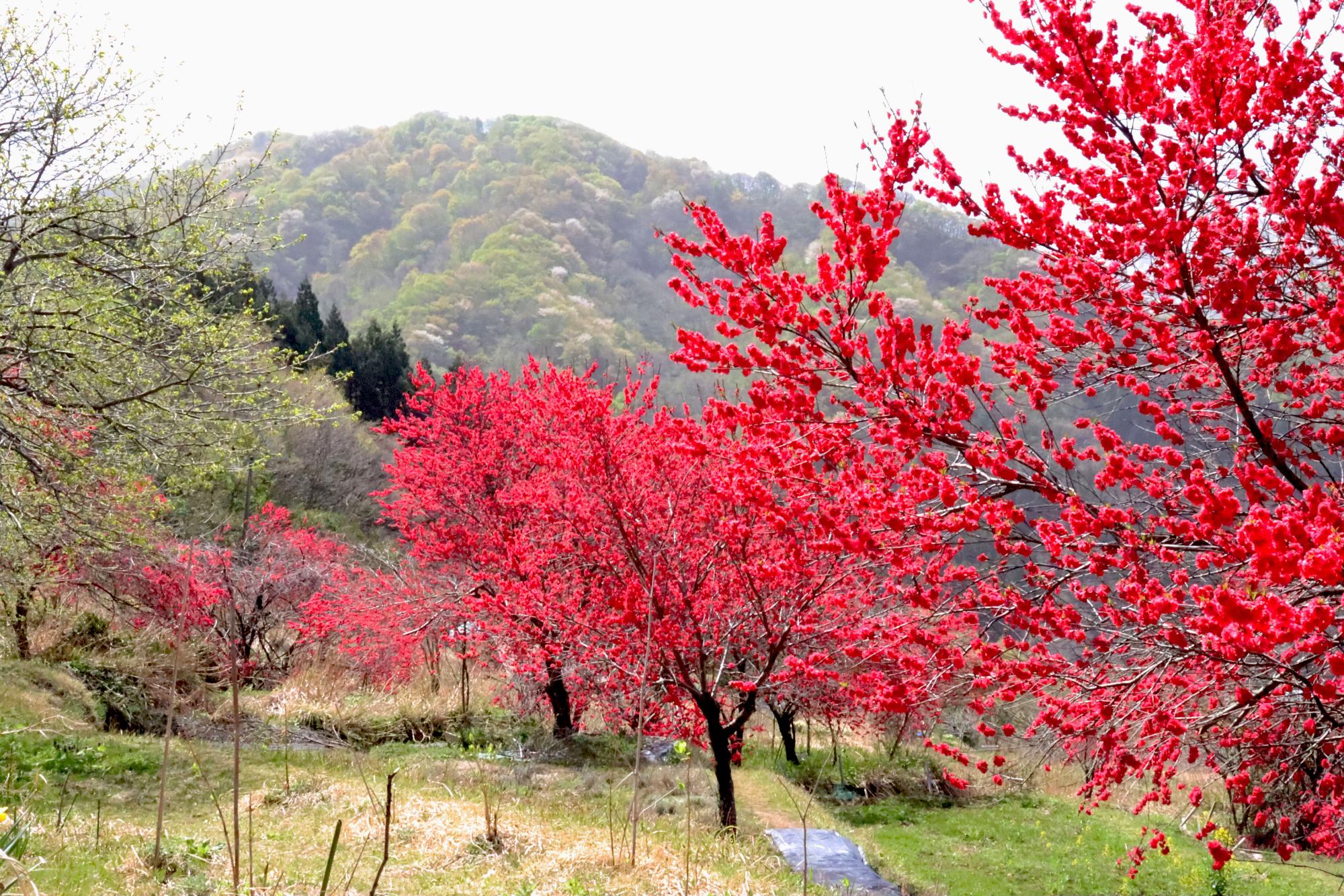 写真：枝いっぱいに真っ赤なハナモモが満開です