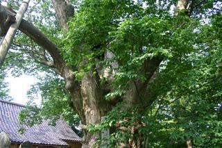 樹齢1000年の大欅の枝からは青々とした新しい葉がたくさん茂っている様子の写真