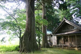 たくさんの緑に囲まれた木沢神社の本殿横にある2号杉と3号杉の写真