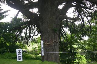 黒姫神社境内にあるひと際目立つ大杉の写真