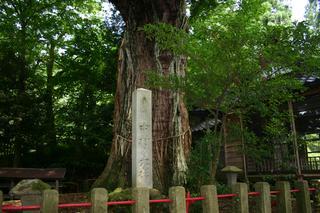 白山神社境内にある県指定文化財の大きな杉の木の写真