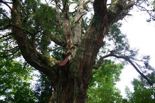 樹齢約1000年と推定されている大きく枝分かれした大きな杉の木の写真
