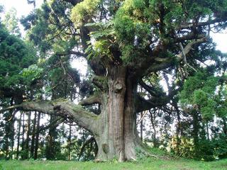 集落の入り口の丘あるご神木、熊野系の久之木（くのぎ）の大杉の写真