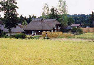 黄金色の田んぼと、はさがけした稲が写る萱葺き民家が並んでいる写真